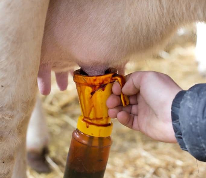Homem fazendo a desinfecção dos tetos de uma vaca pré-dipping