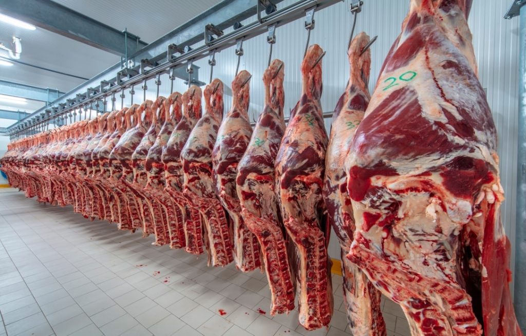 Carcaças bovinas penduradas em frigorífico