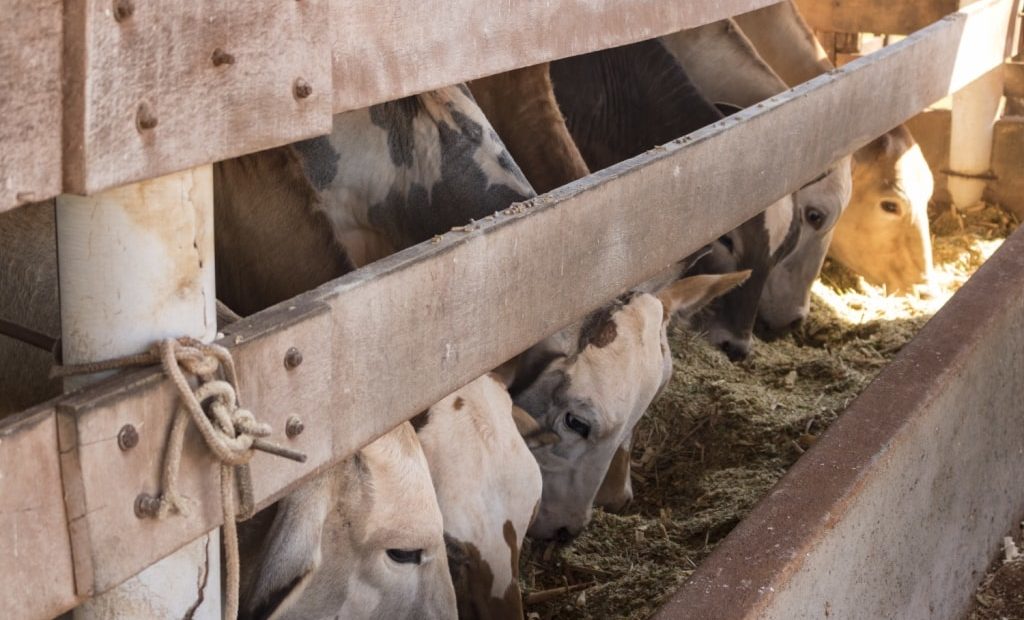 Alimentação de gado de corte com silagem de milho