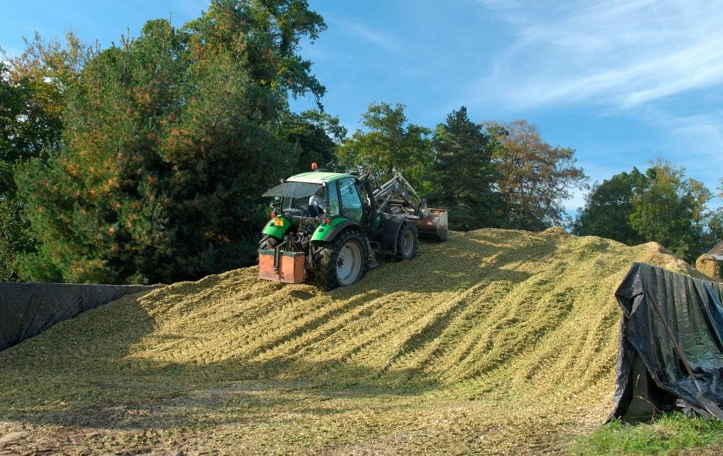Trator compactando silagem em silo