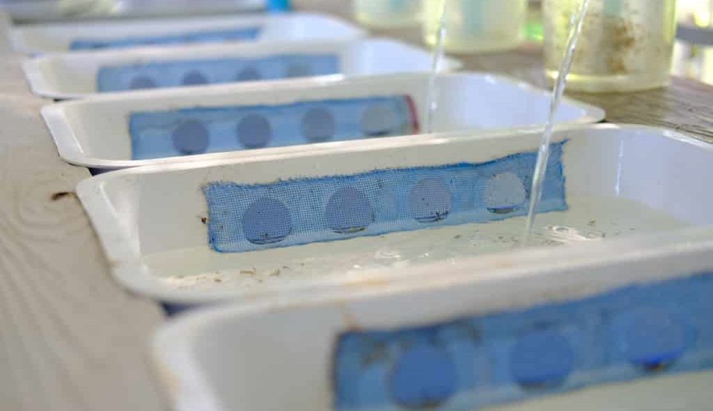 bandejas de cultivo de alevinos com água corrente