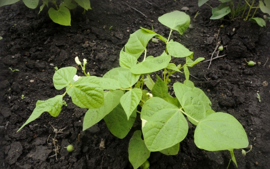 Pé de feijão florado em terra escura
