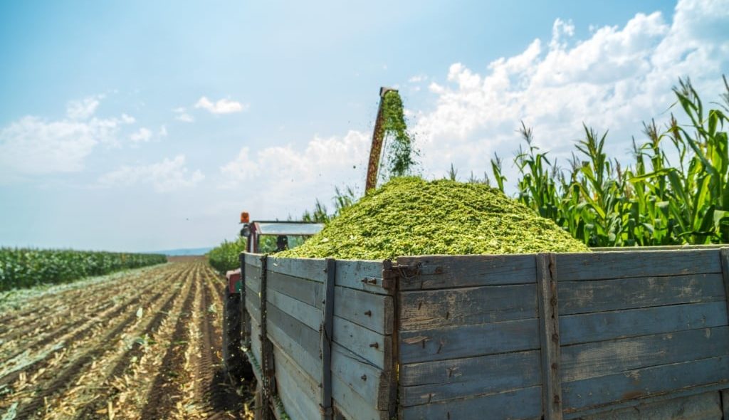 Trator puxando ensiladeira e carreta na produção de silagem