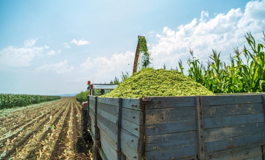 Quais as forragens utilizadas na produção de silagem e suas principais características?