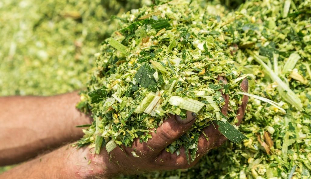 Silagem de milho recém picada na mão de produtor