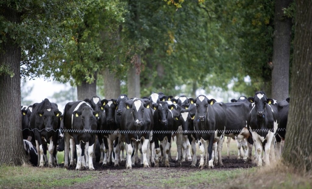 Os benefícios da pastagem na sombra para vacas leiteiras