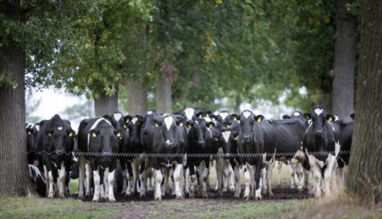 Os benefícios da pastagem na sombra para vacas leiteiras