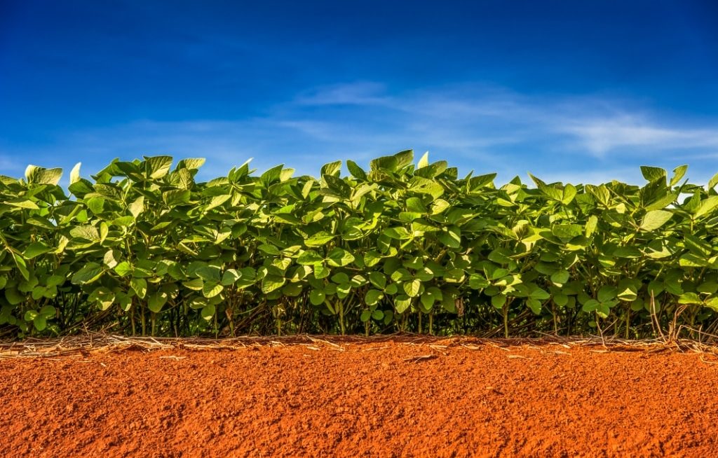 Plantação mostrando solo, soja e céu