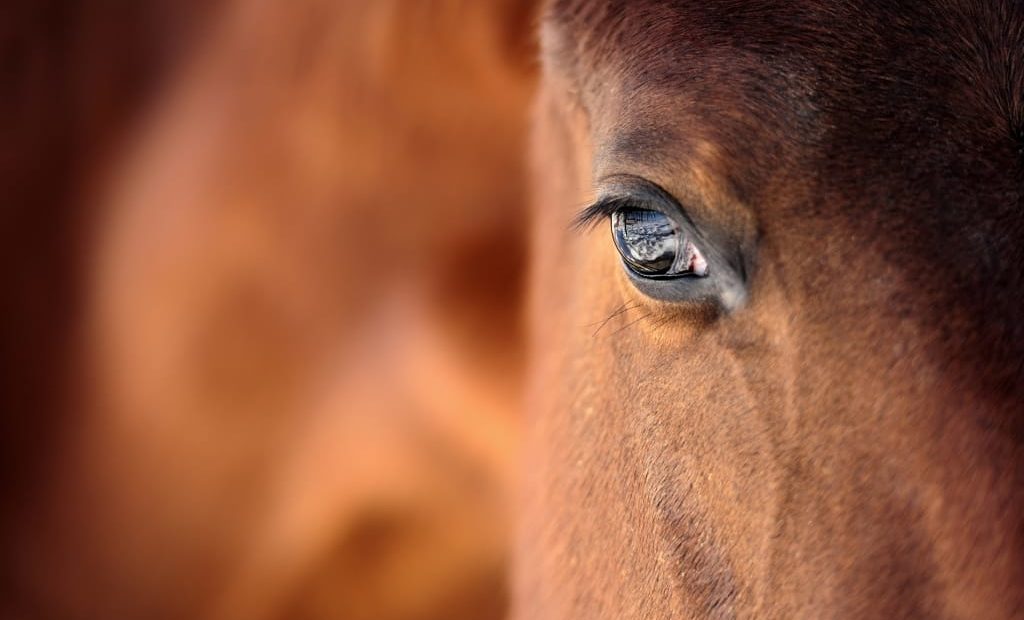 Cavalos têm sentimentos? O que dizem estudos?