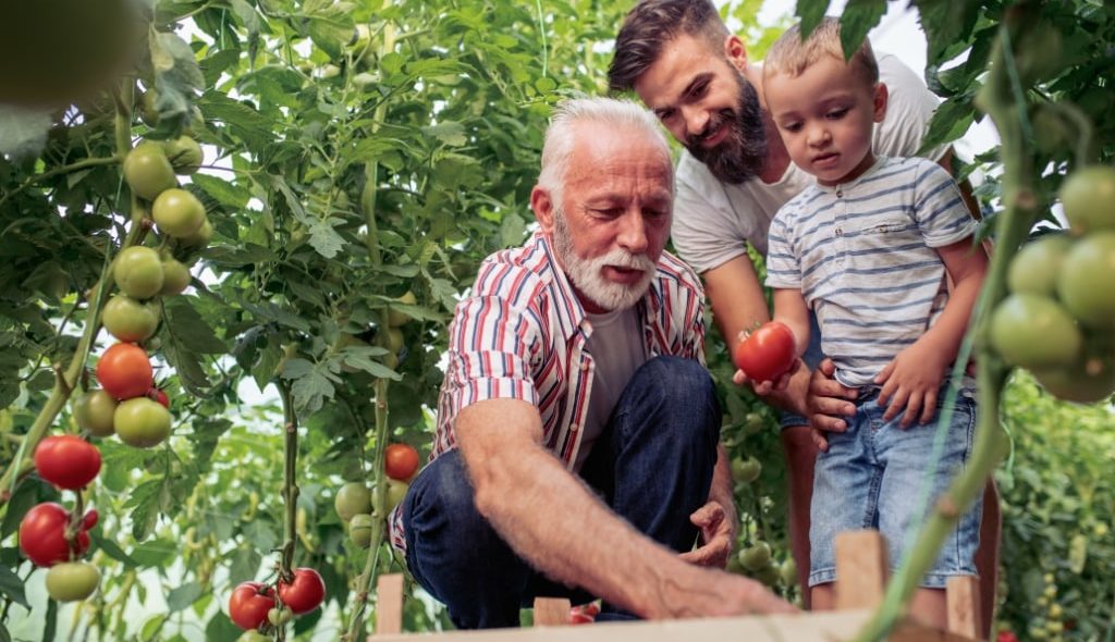 Família de agricultores colhendo tomate