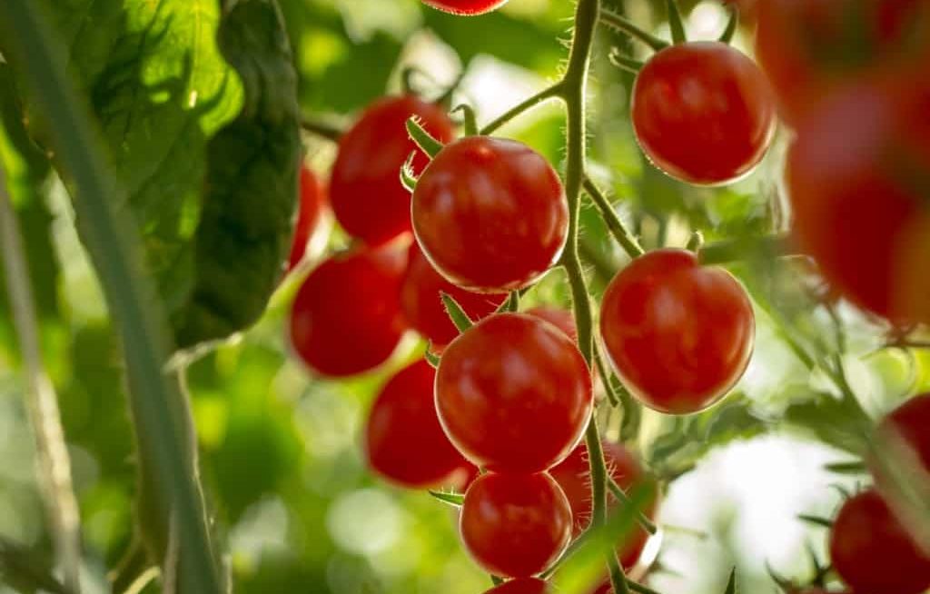 Tomate planta batendo sol