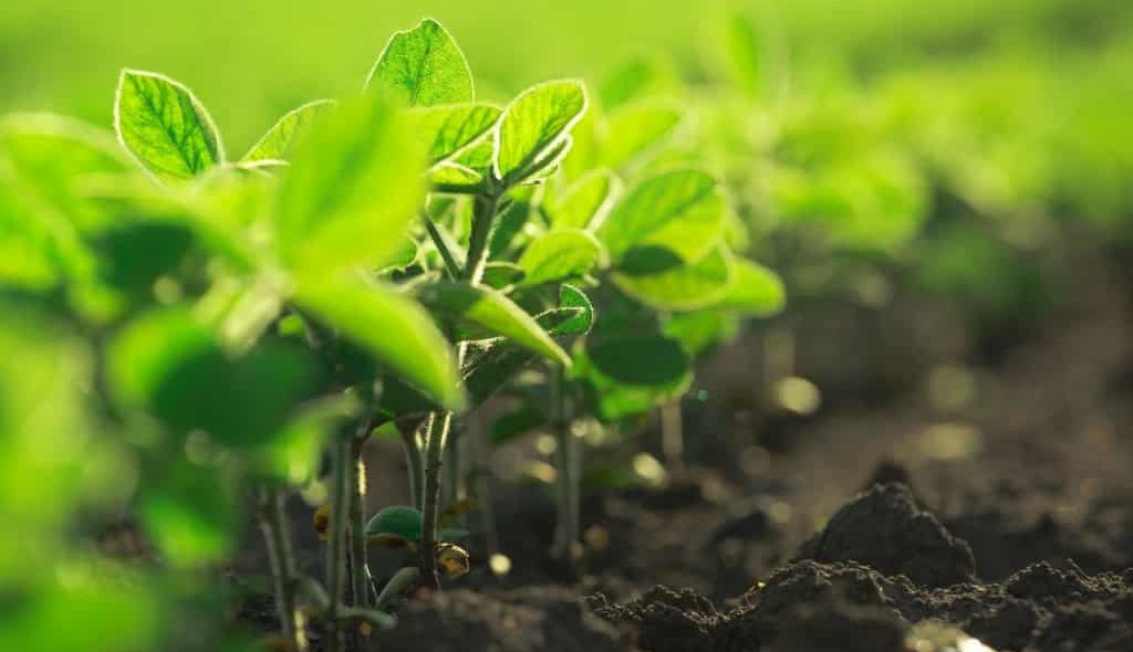 Soja jovem plantada em solo úmido