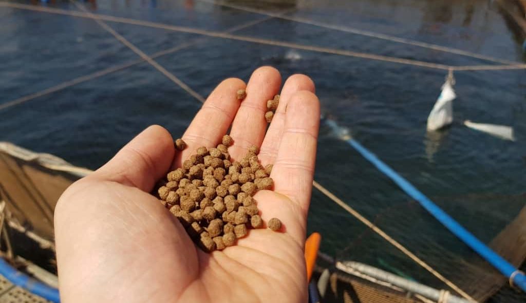 mão cheia de ração prestes a jogar em tanque de peixes