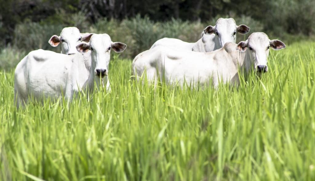 4 cabeças de gado em pasto alto