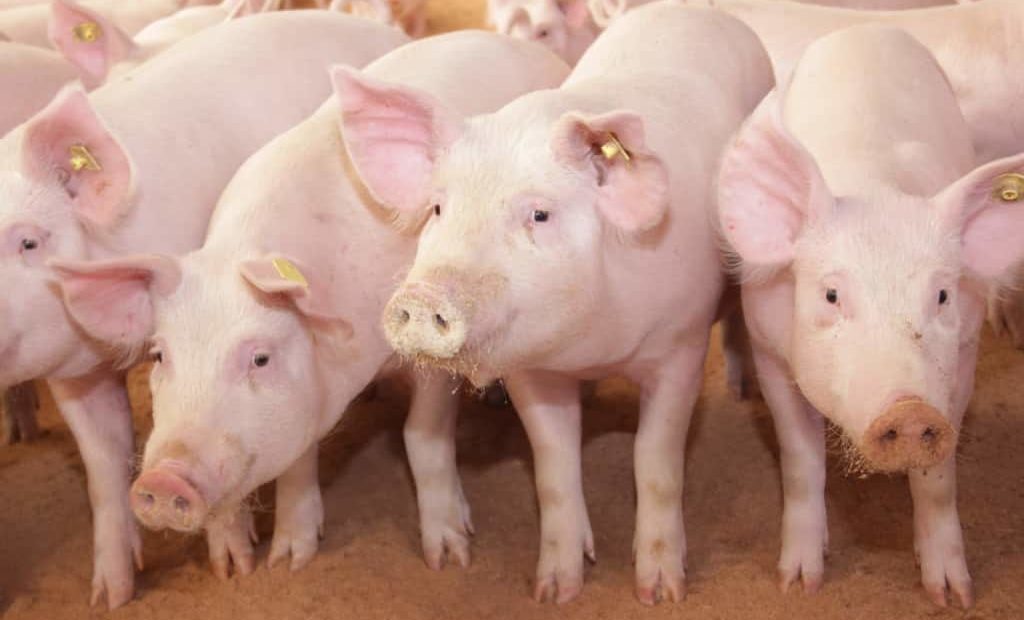 Alimentação de suínos: saiba como economizar sem perder a qualidade