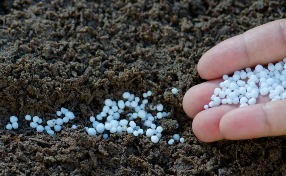 Mão colocando ureia em terra úmida