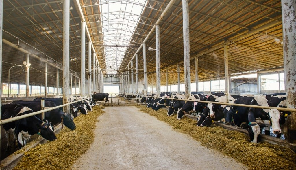 Galpão com vacas produtoras de leite se alimentando