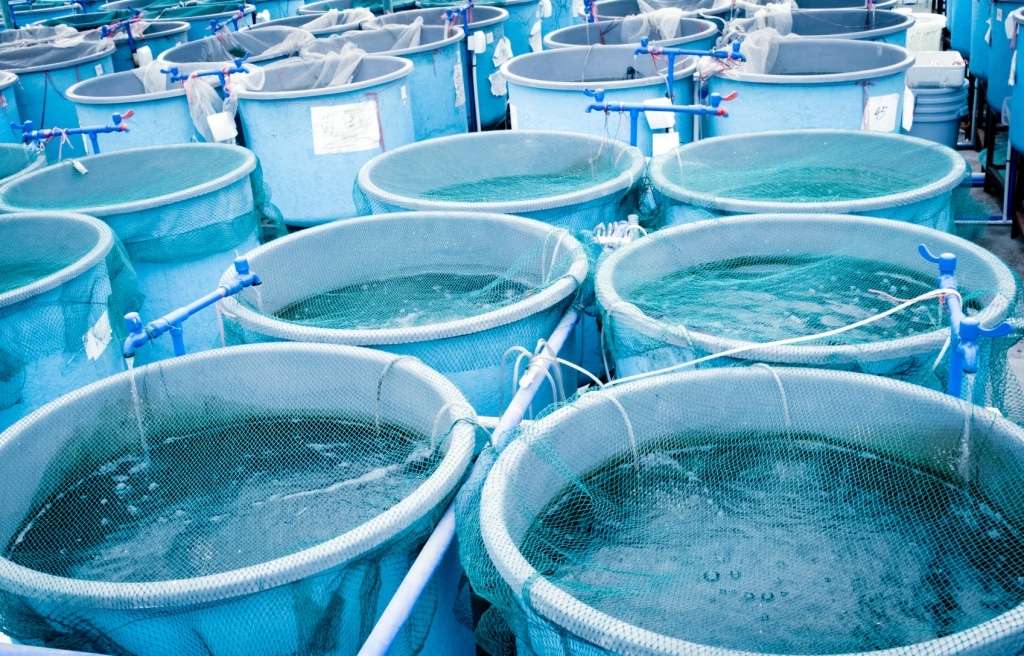 Viveiros e tanques para produção de alevinos
