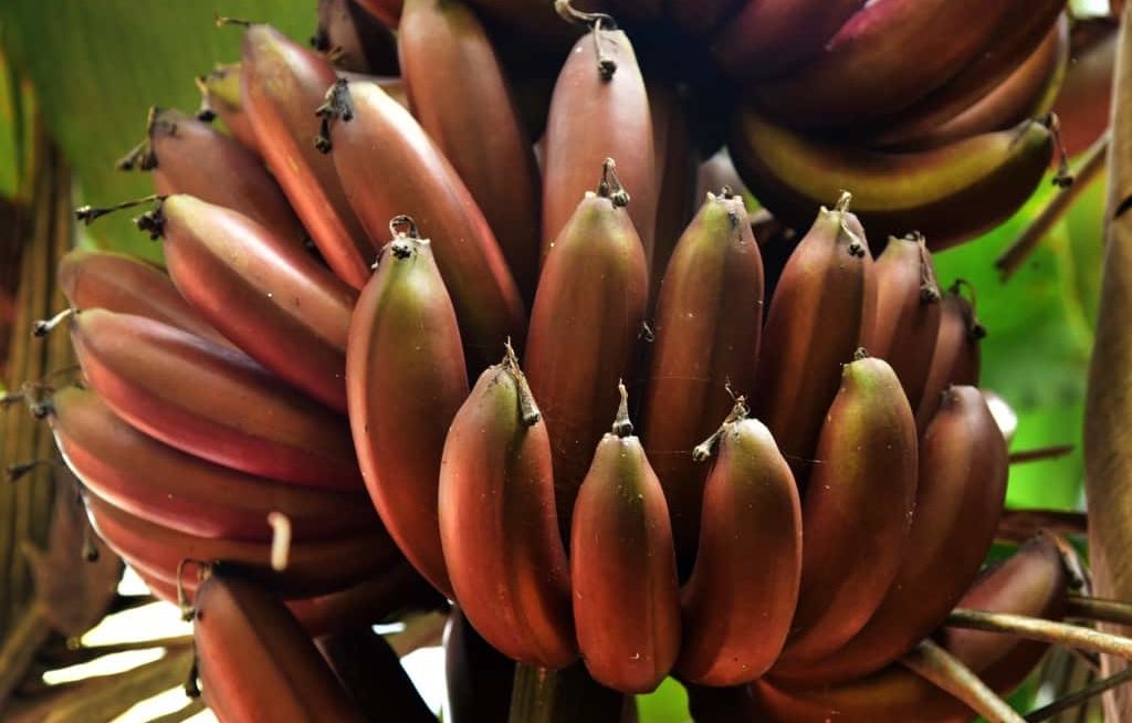 Cachos de banana roxa no pé