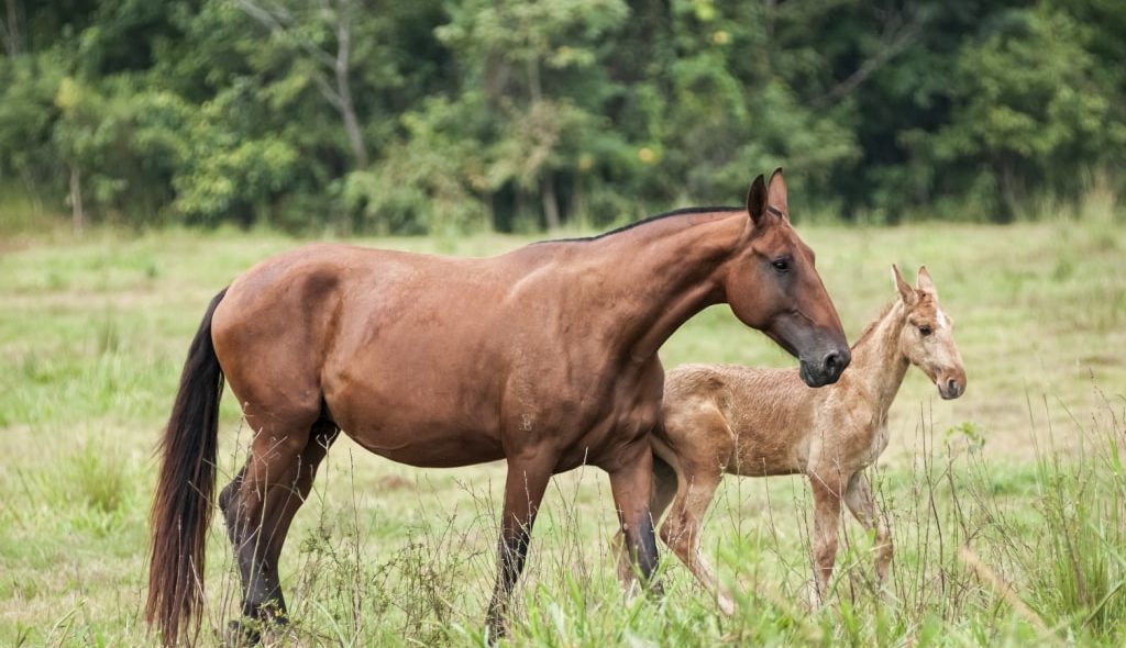 Égua da raça Campolina com potro no pasto