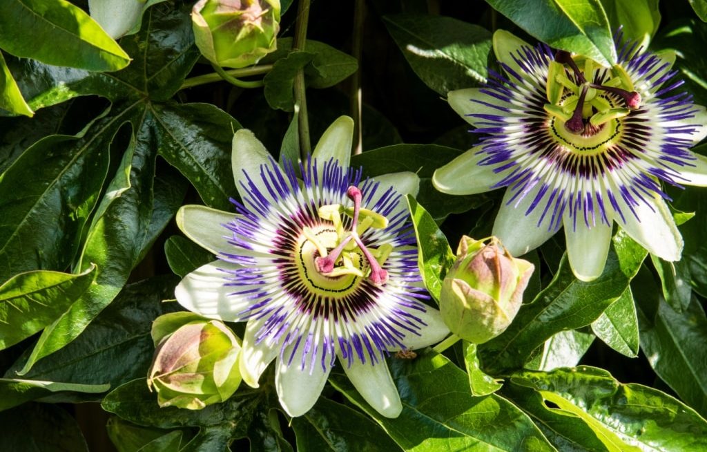 Passiflora flores e botões