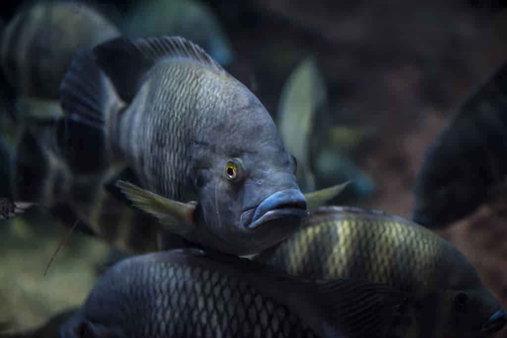 Tilapia de Zanzibar MF Magazine