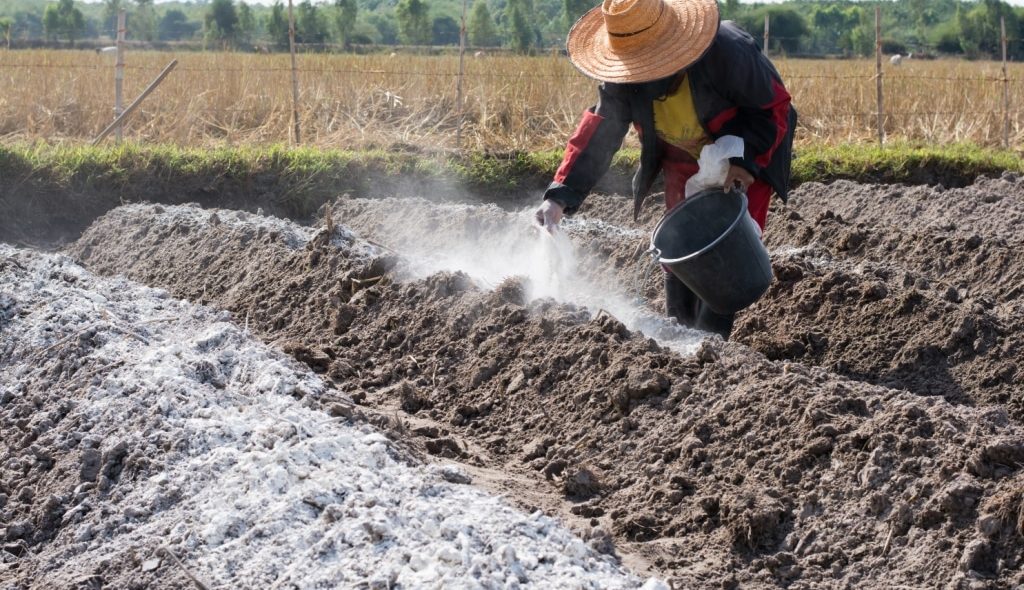 Agricultora jogando fazendo a calagem em sua horta