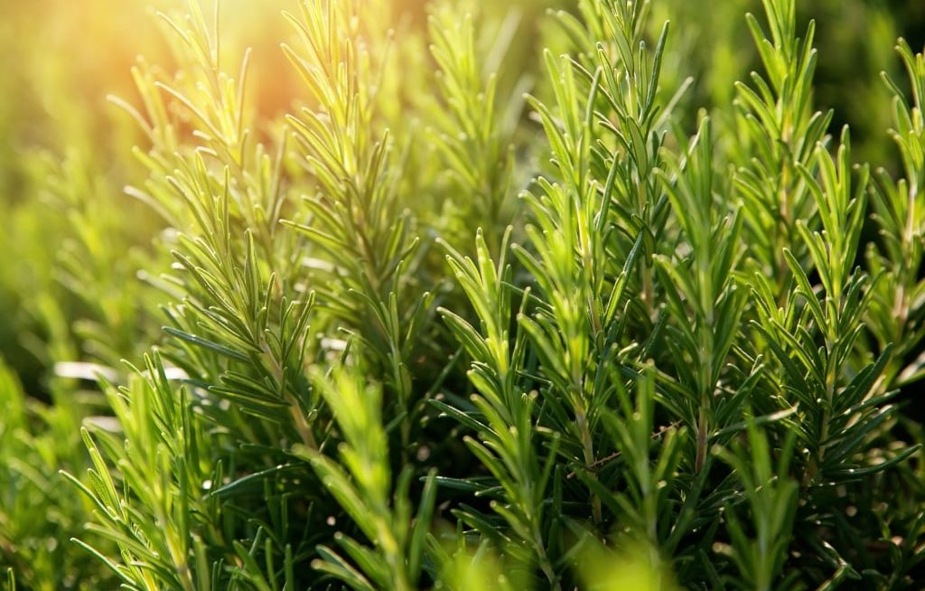 Plantação de alecrim com sol iluminando