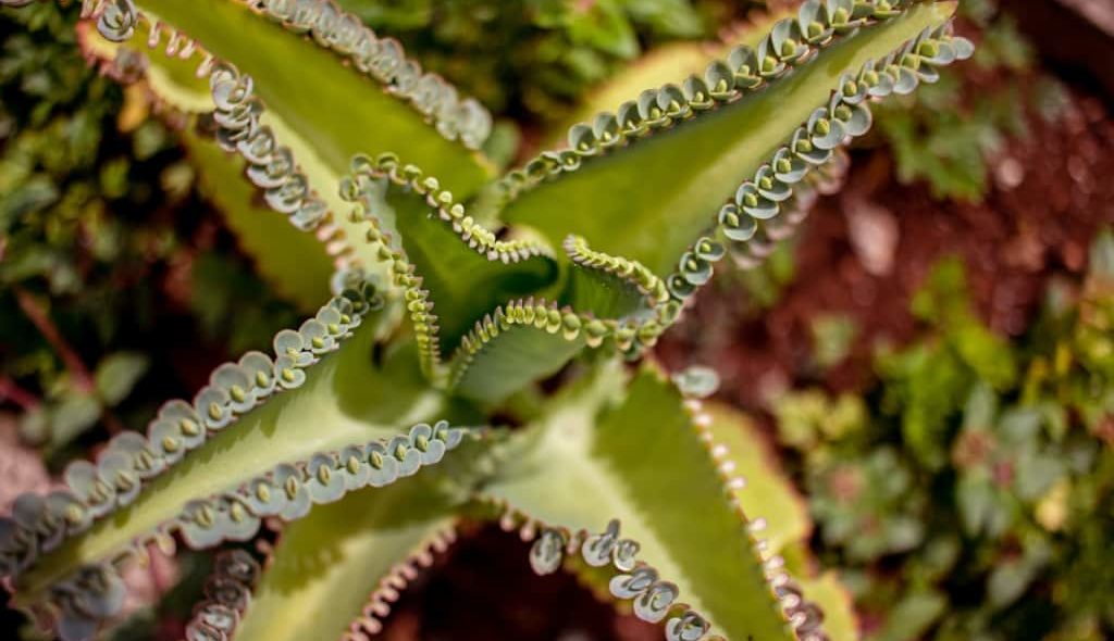 planta medicinal aranto
