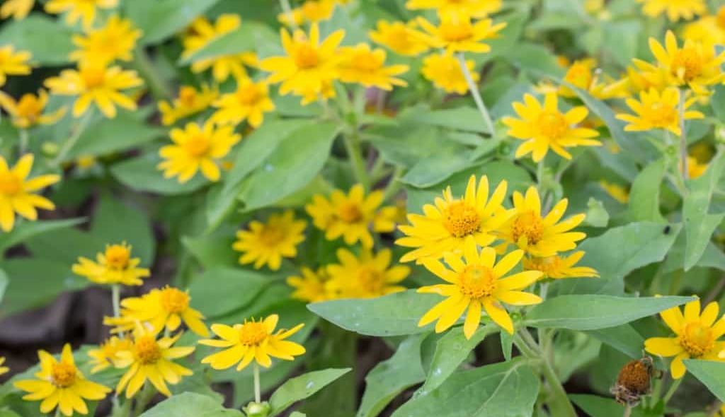Planta medicinal arnica