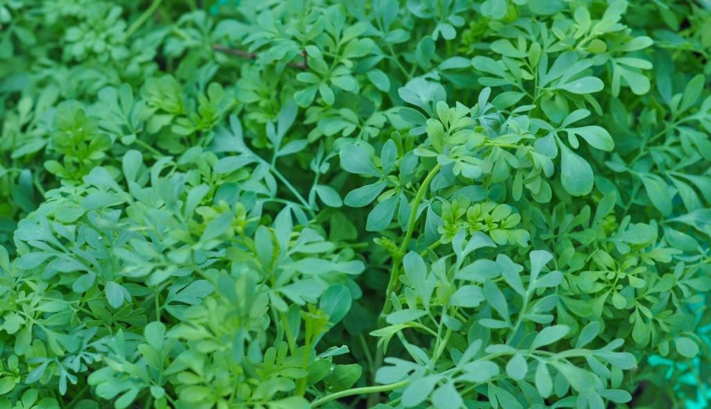 Planta medicinal Arruda
