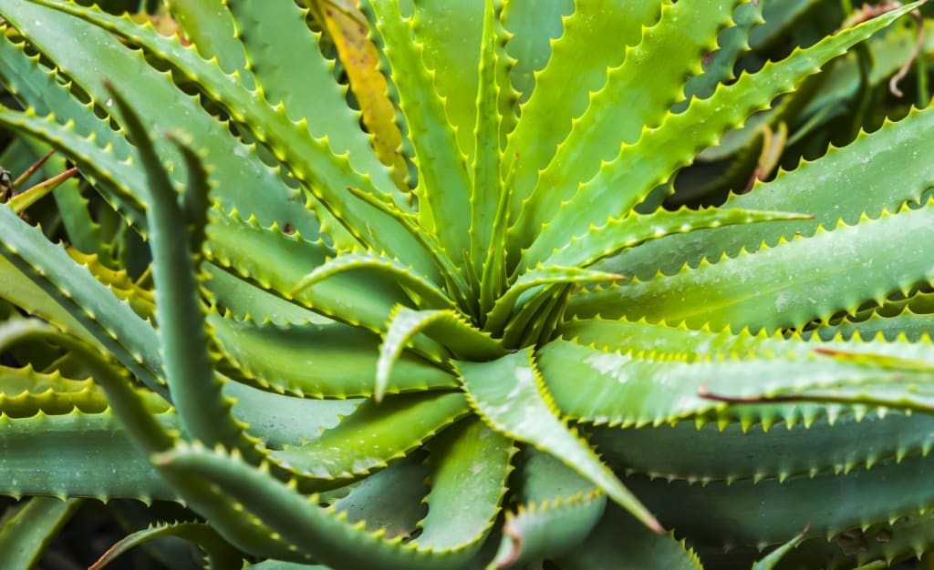 Planta medicial Babosa