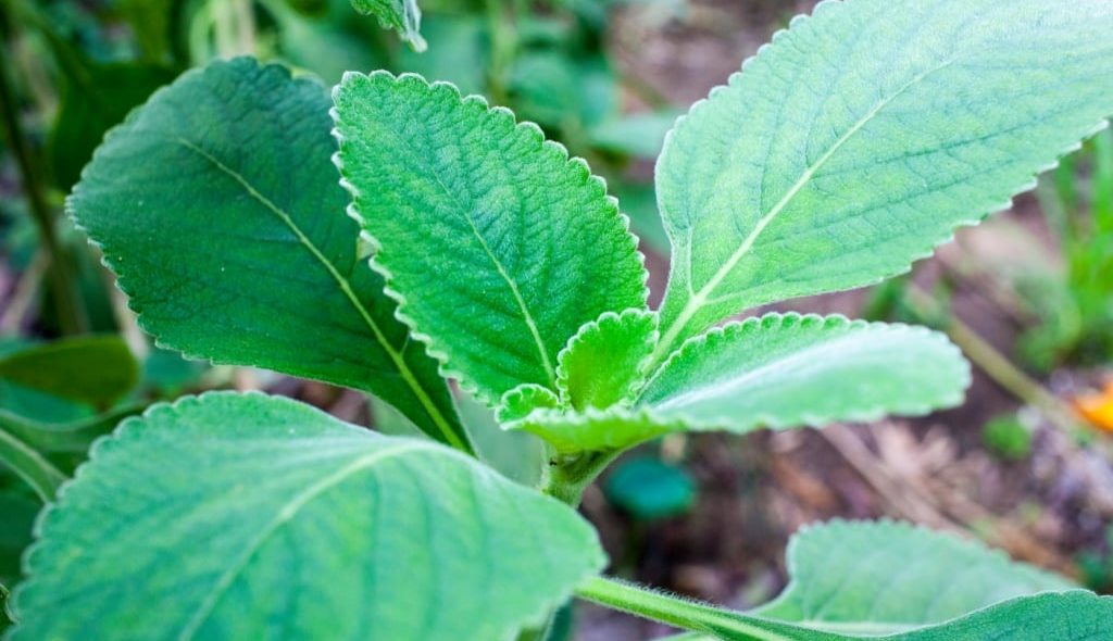 Planta medicinais Boldo