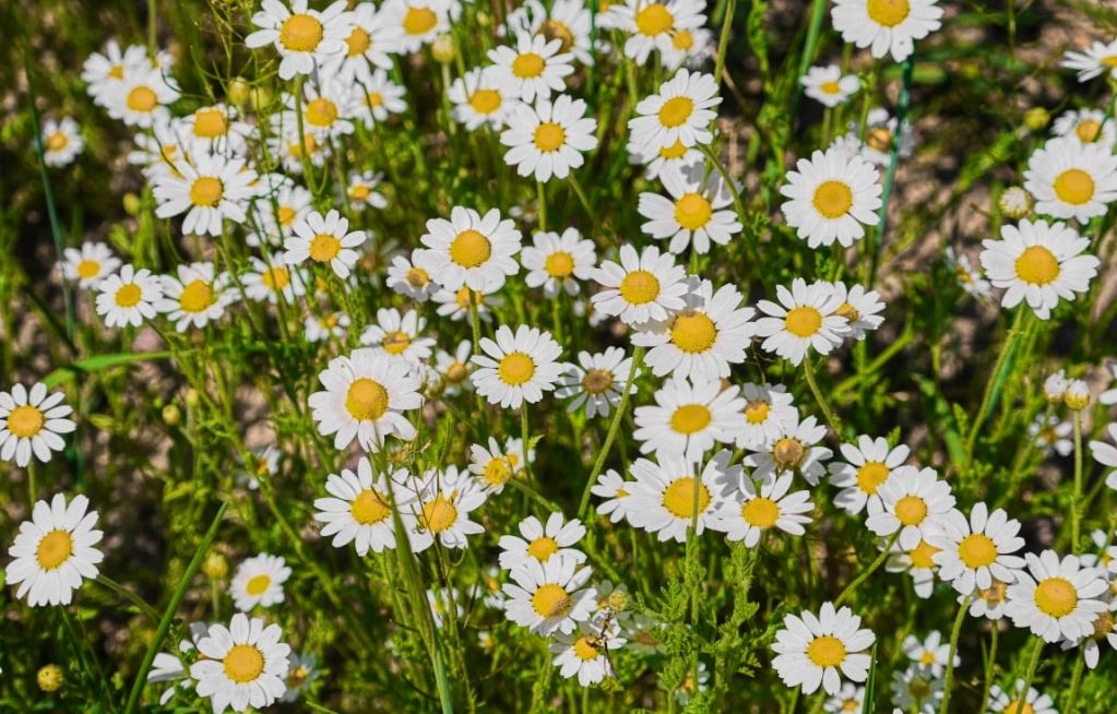 diversas flores de camomila