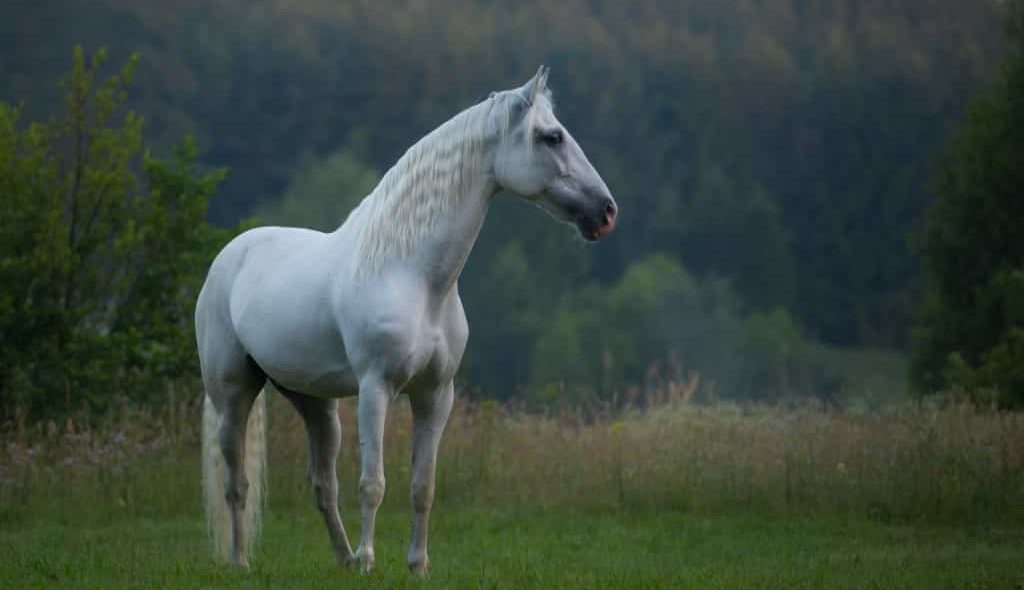 Égua Andaluz tordilha num campo