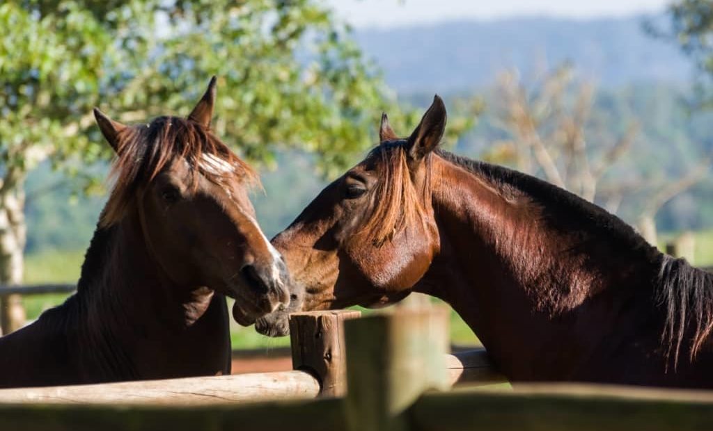 Cavalo crioulo: características da raça