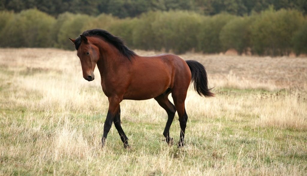 Cavalo Lusitano no pasto