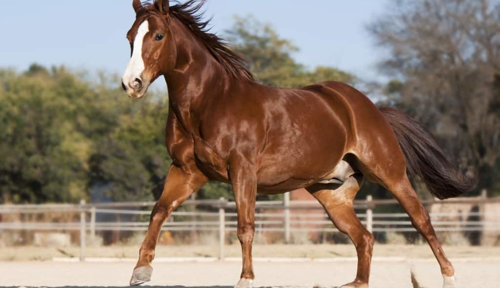 Cavalo Quarto de Milha correndo