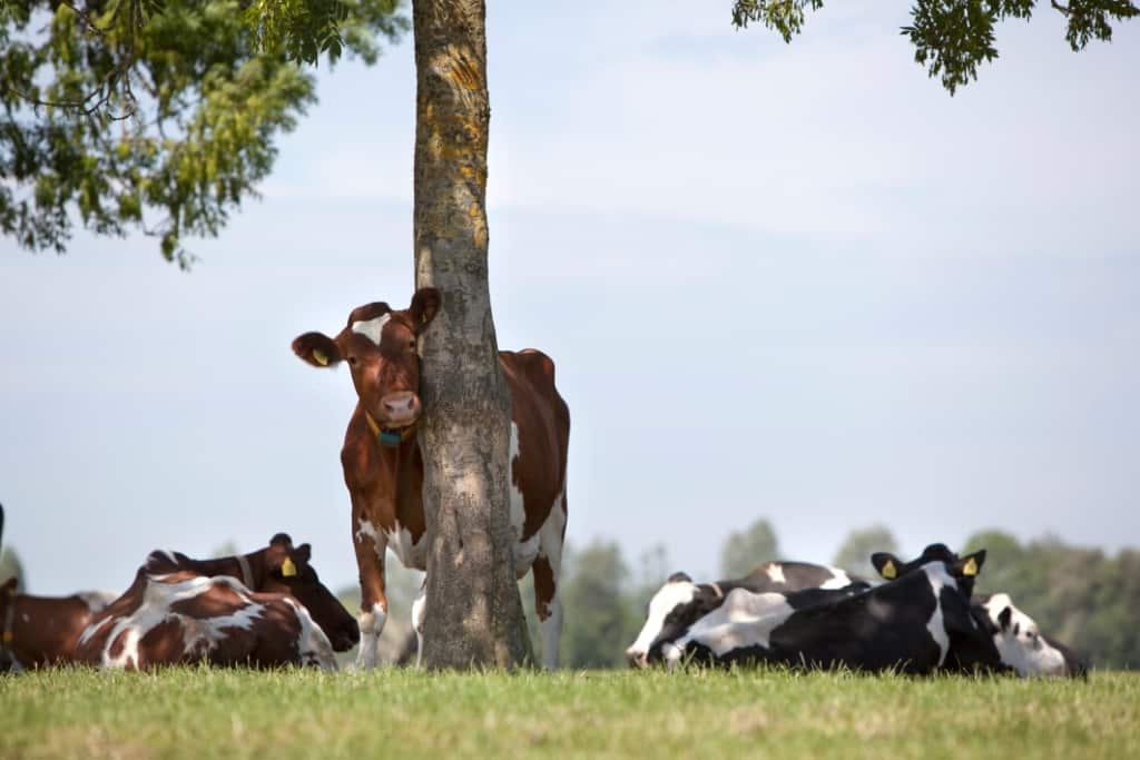 A importância de condições confortáveis para otimizar desempenho na pecuária