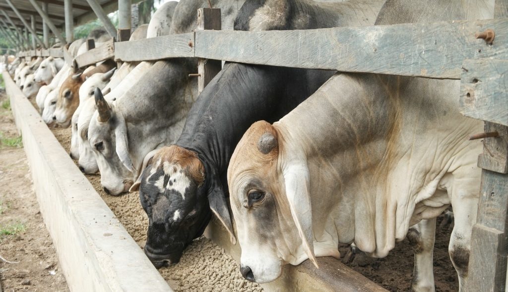 Bovinos de corte se alimentando no cocho