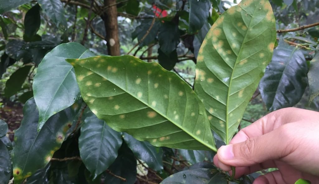 Agricultor segurando duas folhas de cafeeiro com ferrugem