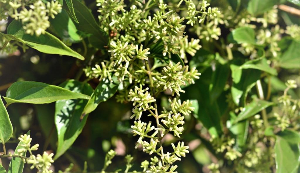 Planta medicinal Guaco