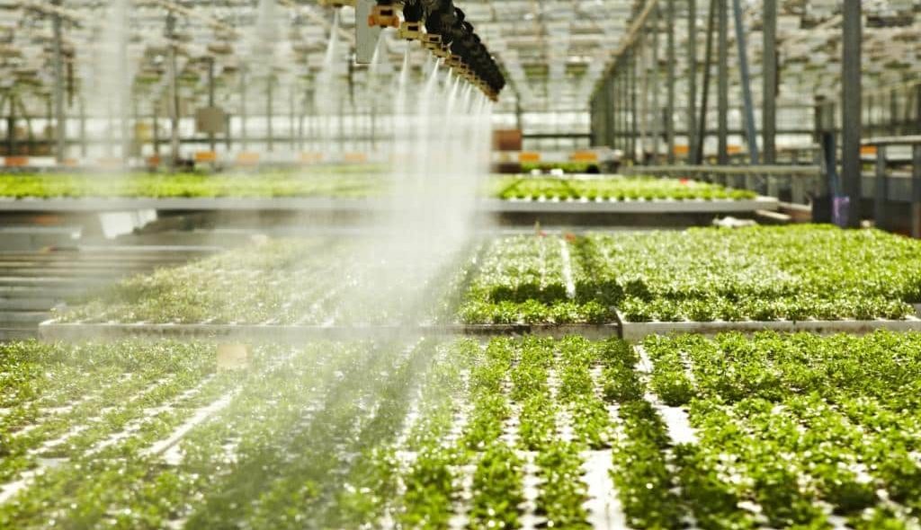 Irrigação mecanizada em sistema de hidroponia