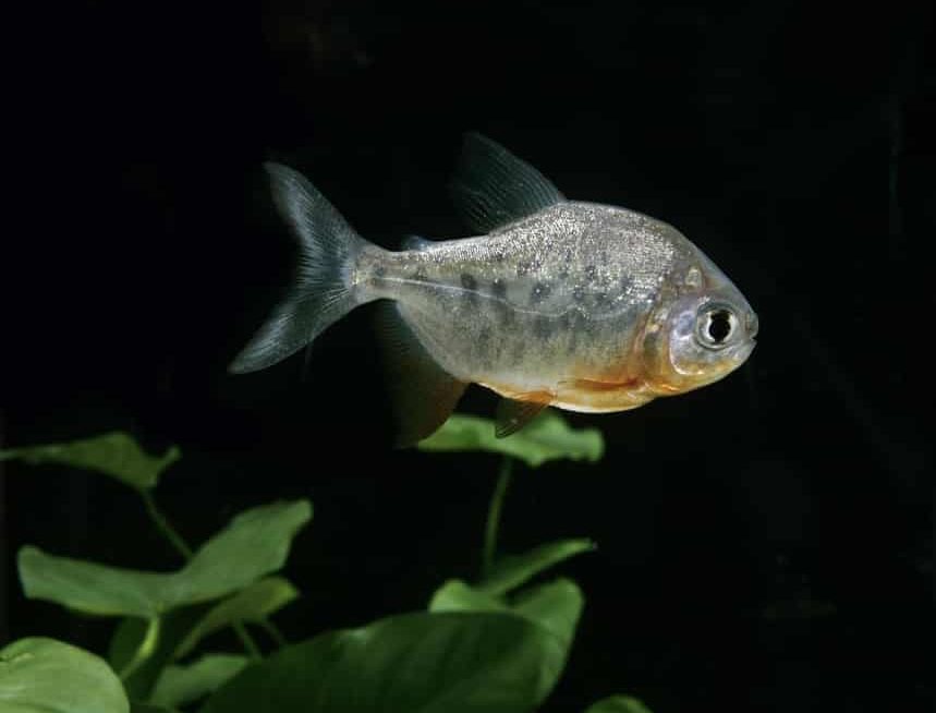 Juvenil de pacu na água com fundo preto