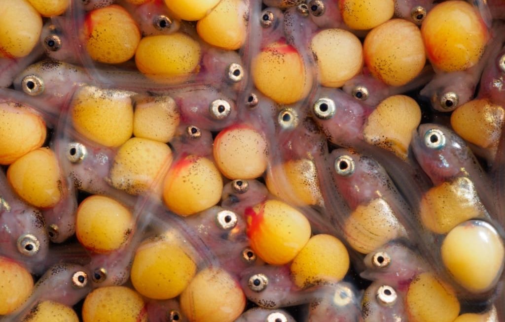 Várias larvas de tilápia do Nilo com saco vitelino