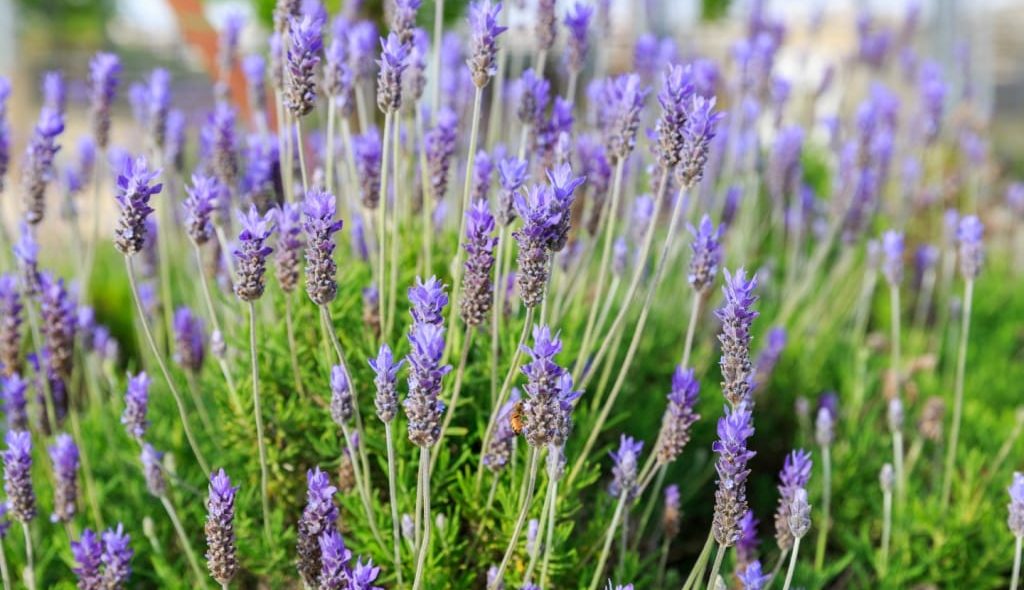 Plantação de lavanda