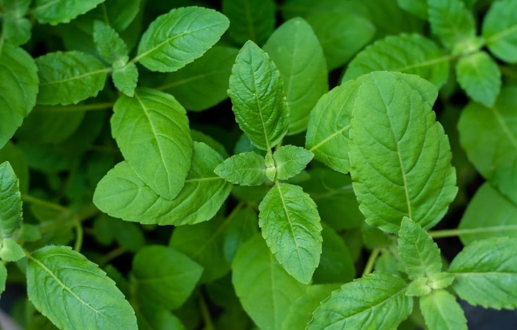 Manjerição planta