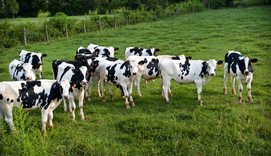 Novilhas leiteiras jovens no pasto
