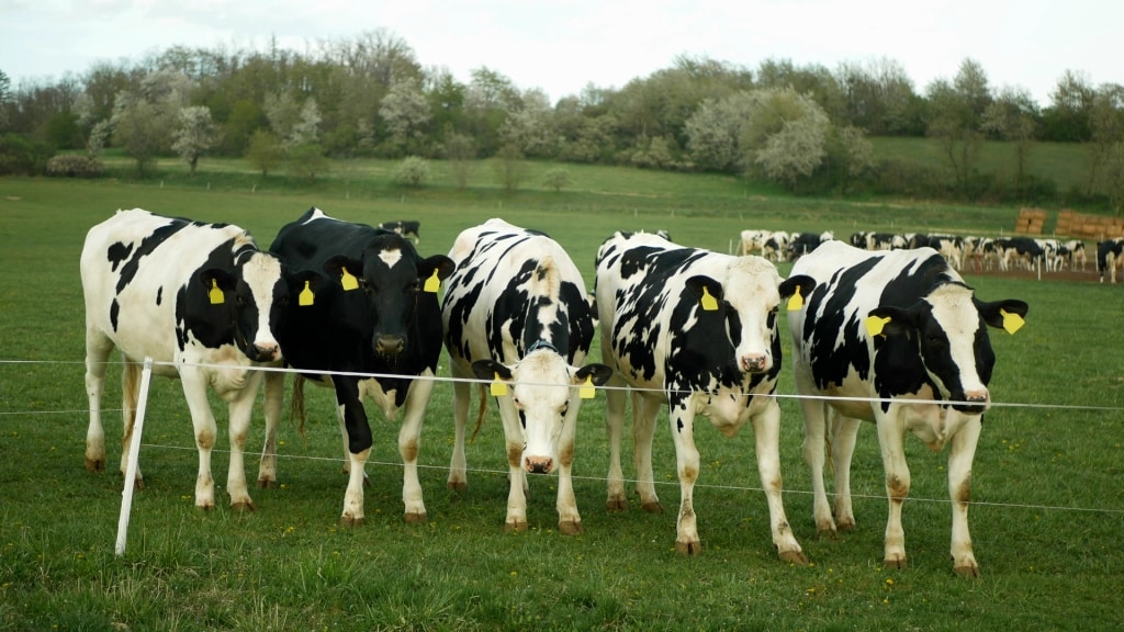 Manejo nutricional de novilhas leiteiras: saiba como planejar