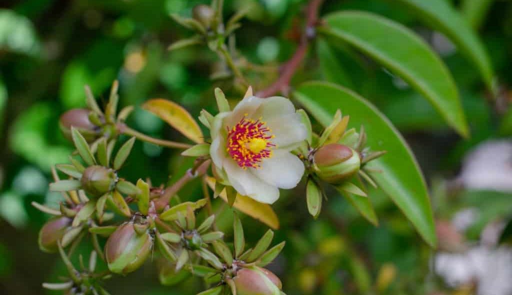 Planta medicinal ora-pro-nóbis